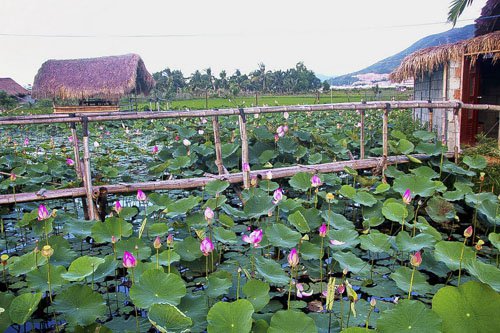 Duong vao dam sen hoa no bat ngan o nha trang 130 2